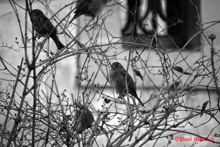 sparrow-waiting