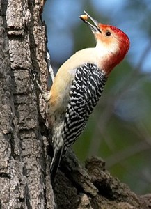 Red_bellied_Woodpecker